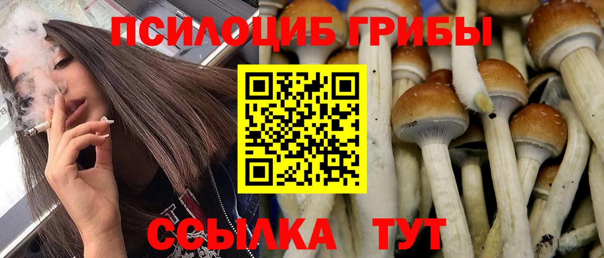 Узловая  Псилоцибиновые грибы Cubensis  Псилоцибиновые грибы мицелий  Вход с VPN 